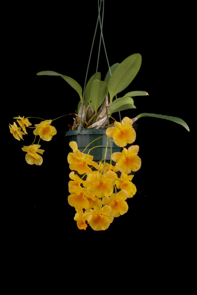 Dendrobium lindleyi