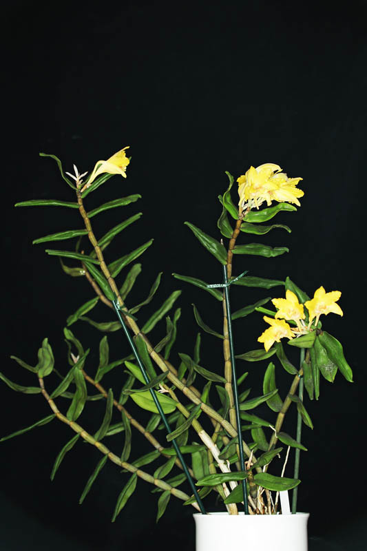 Dendrobium lowii