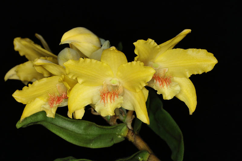 Dendrobium lowii