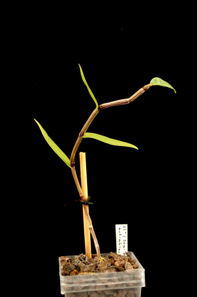 Dendrobium metrium