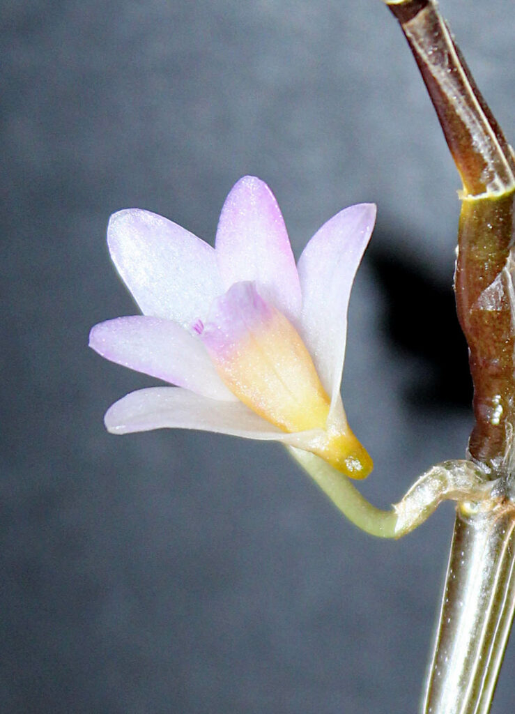 Dendrobium metrium