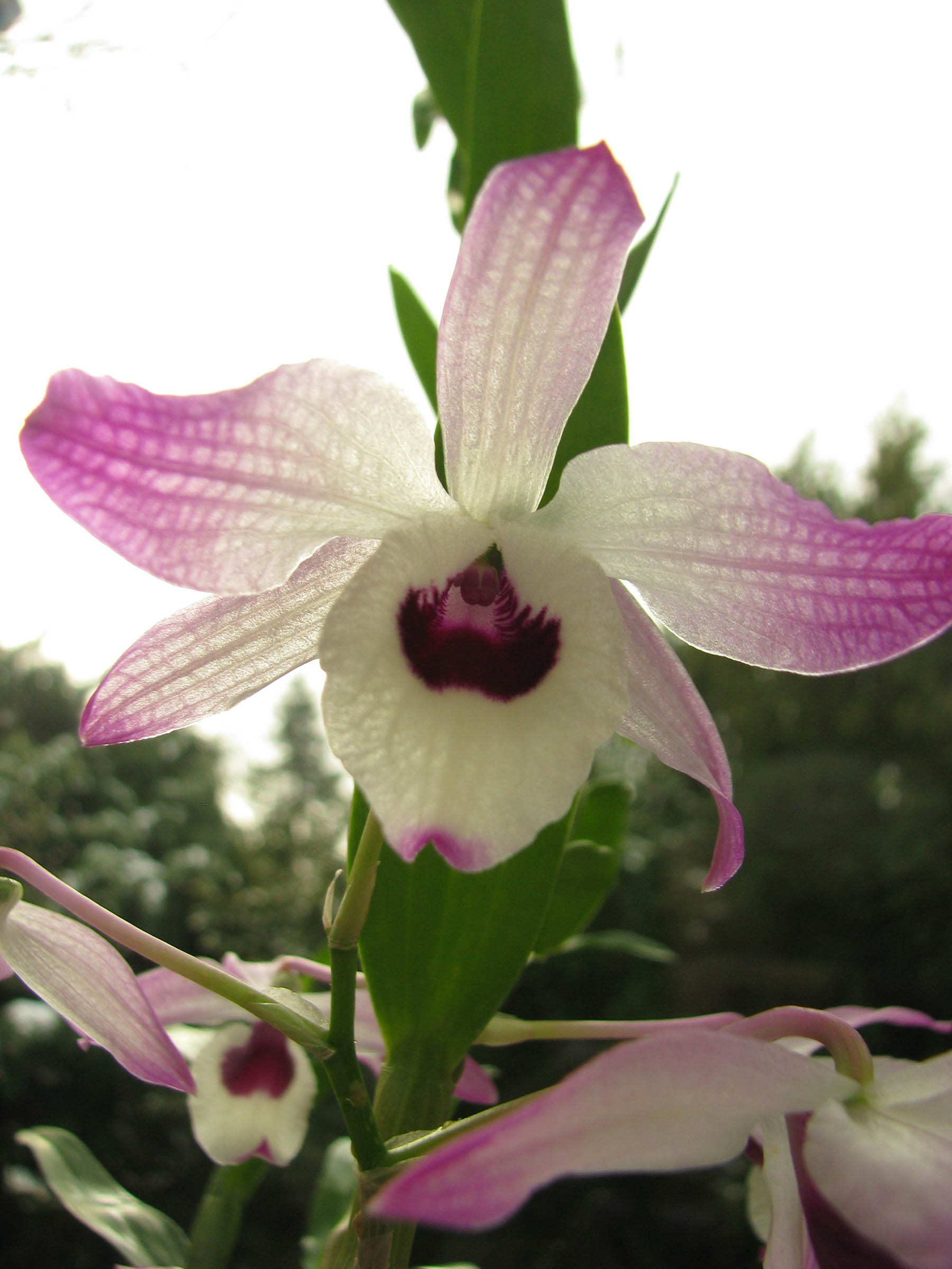 Dendrobium nobile