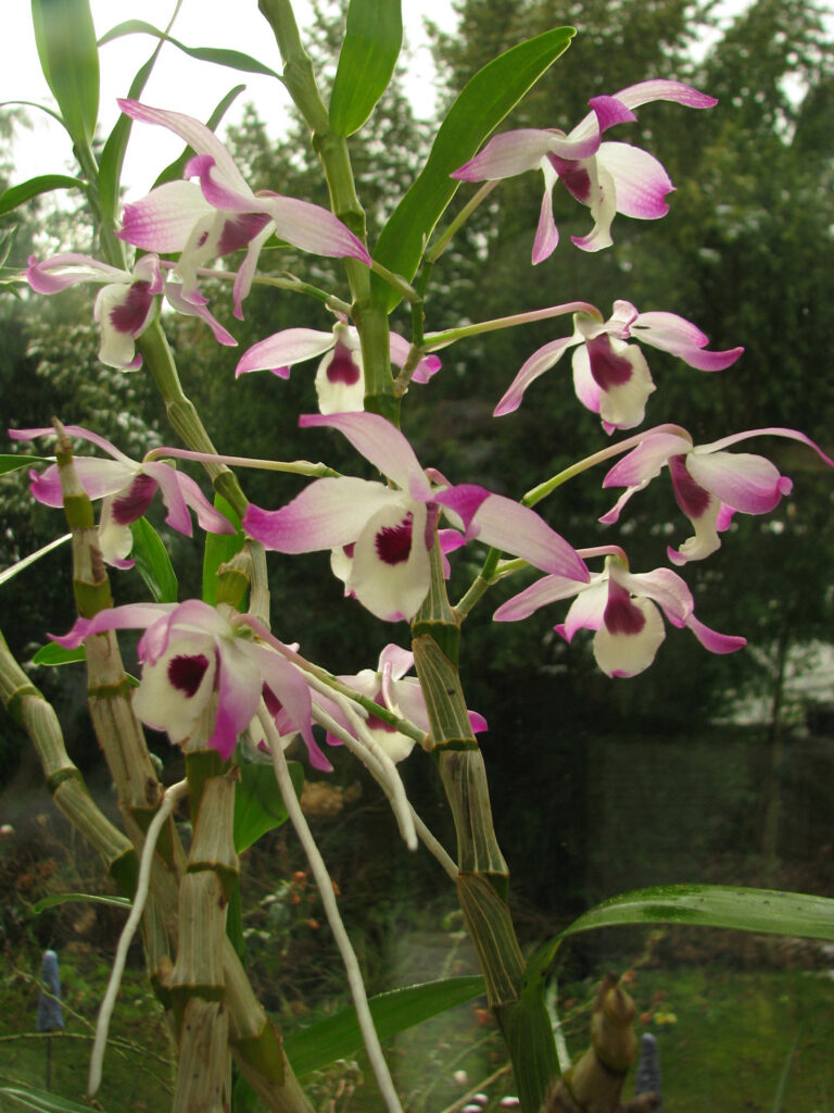 Dendrobium nobile