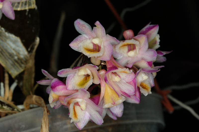 Dendrobium pseudolamellatum