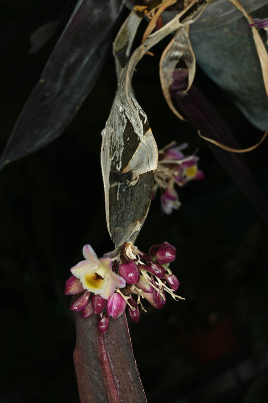 Dendrobium pseudolamellatum