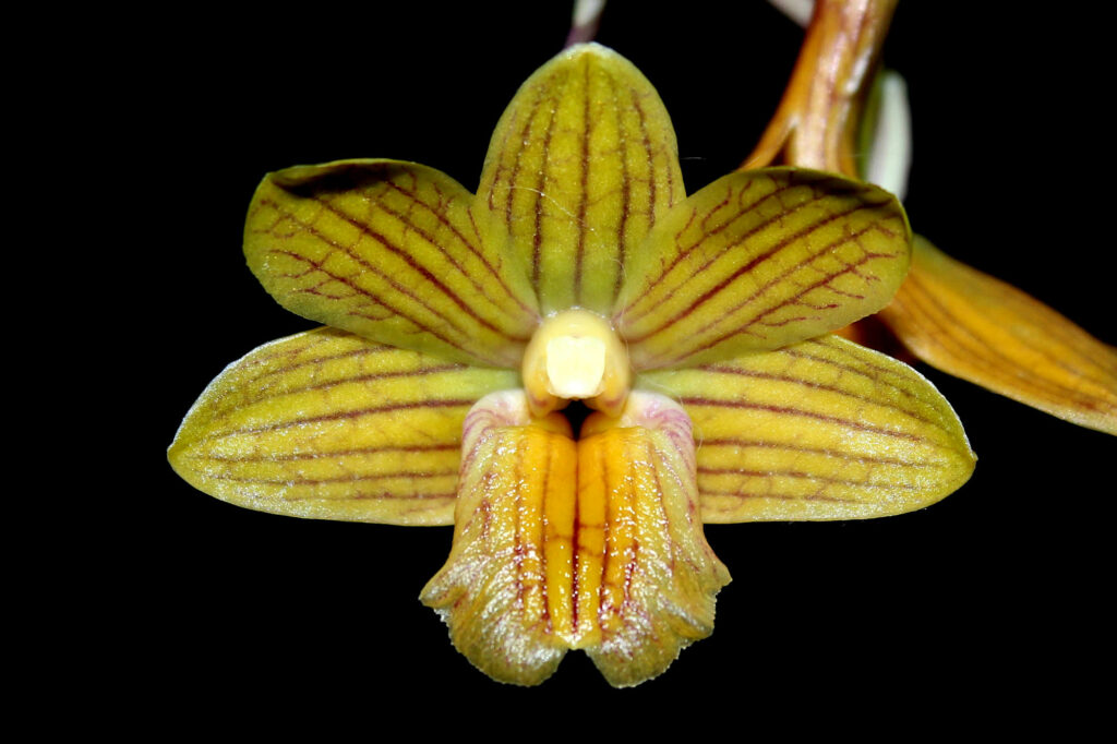 Dendrobium sarawakense