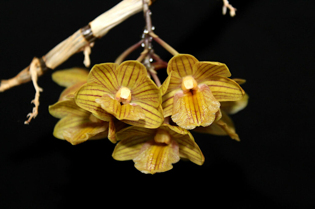 Dendrobium sarawakense