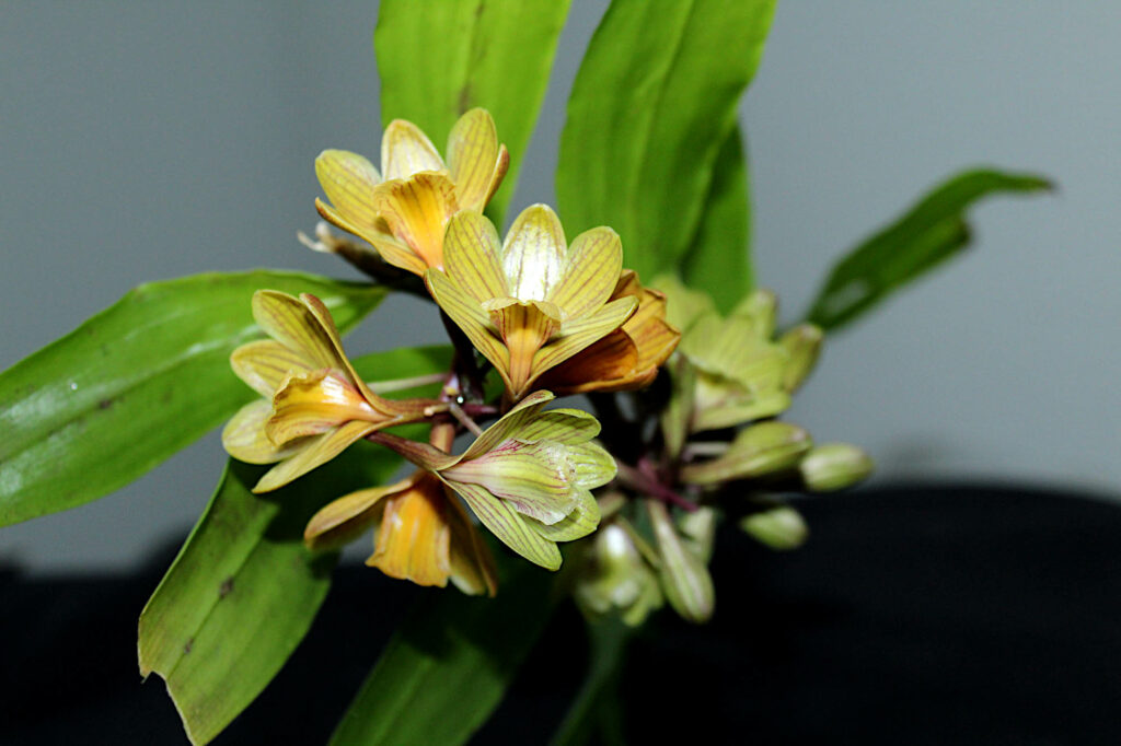 Dendrobium sarawakense