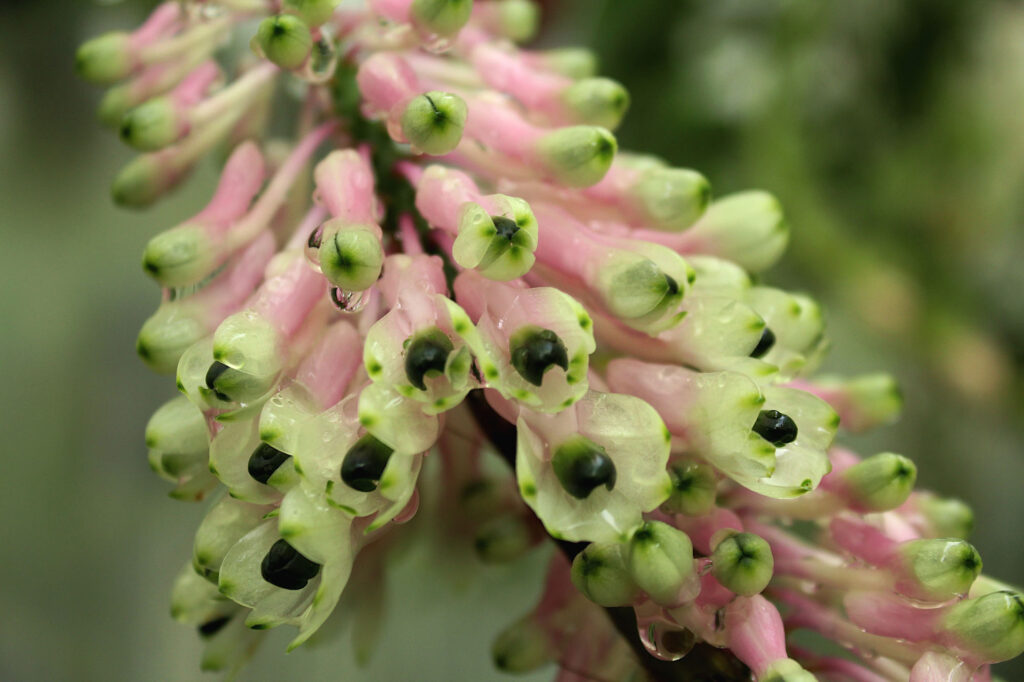 Dendrobium smillieae