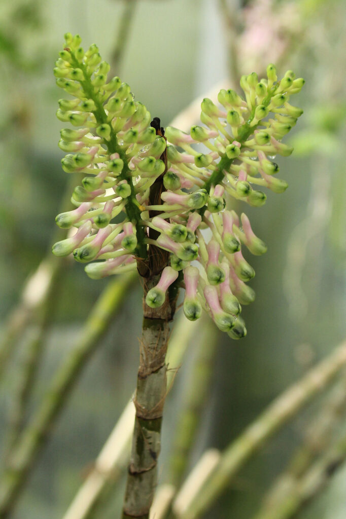 Dendrobium smillieae