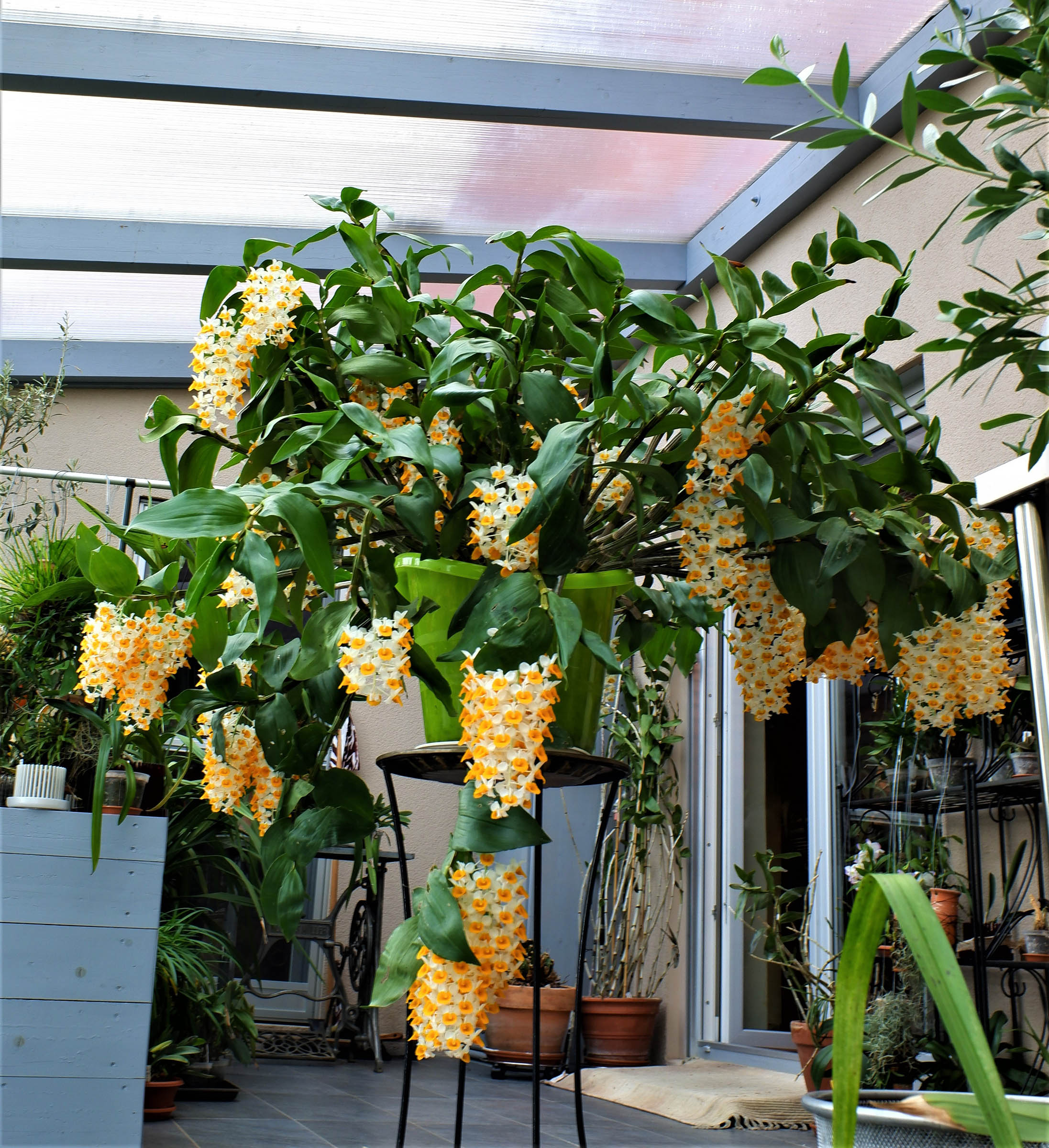 Dendrobium thyrsiflorum 'Maria'