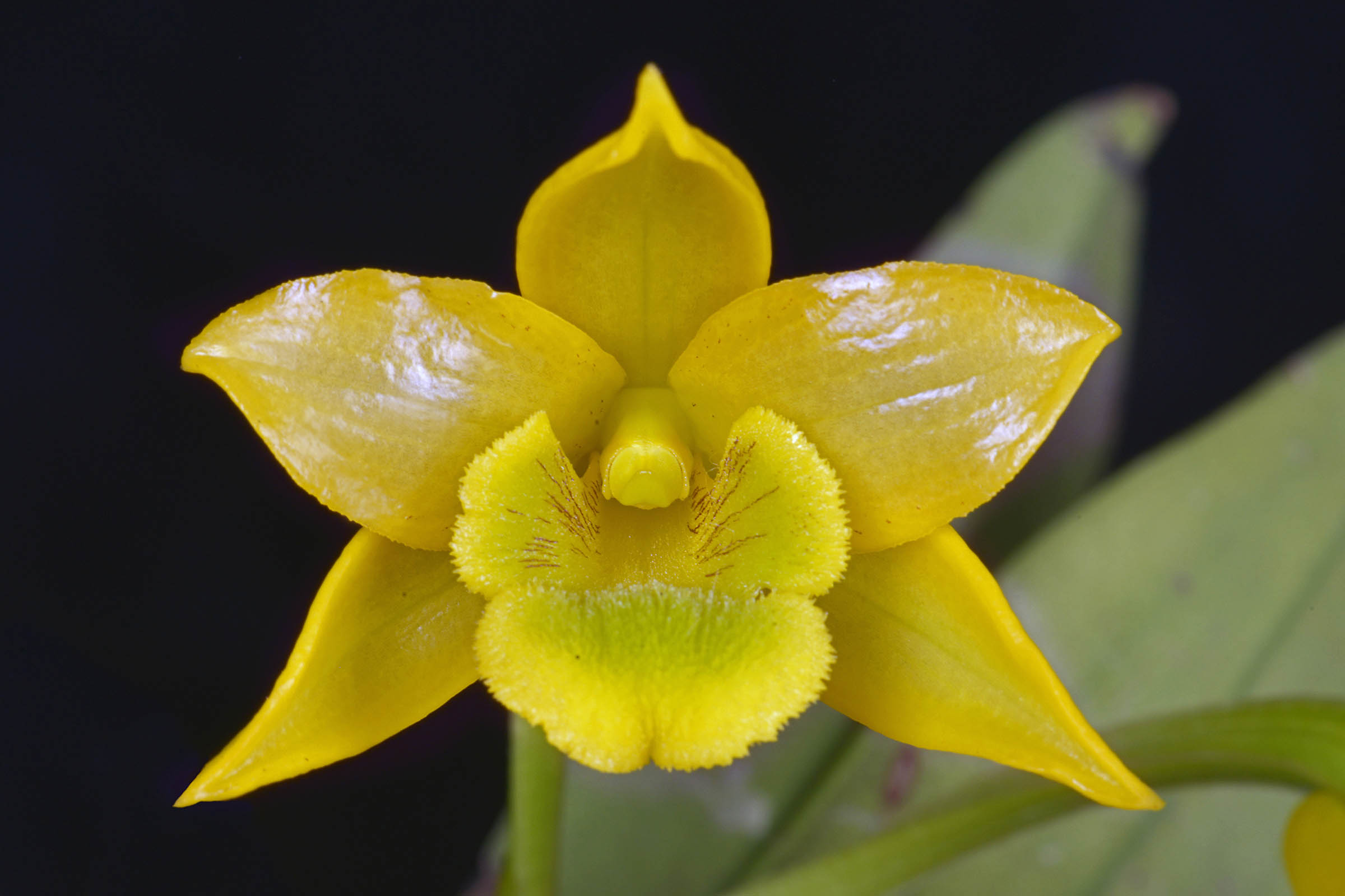 Dendrobium trigonopus