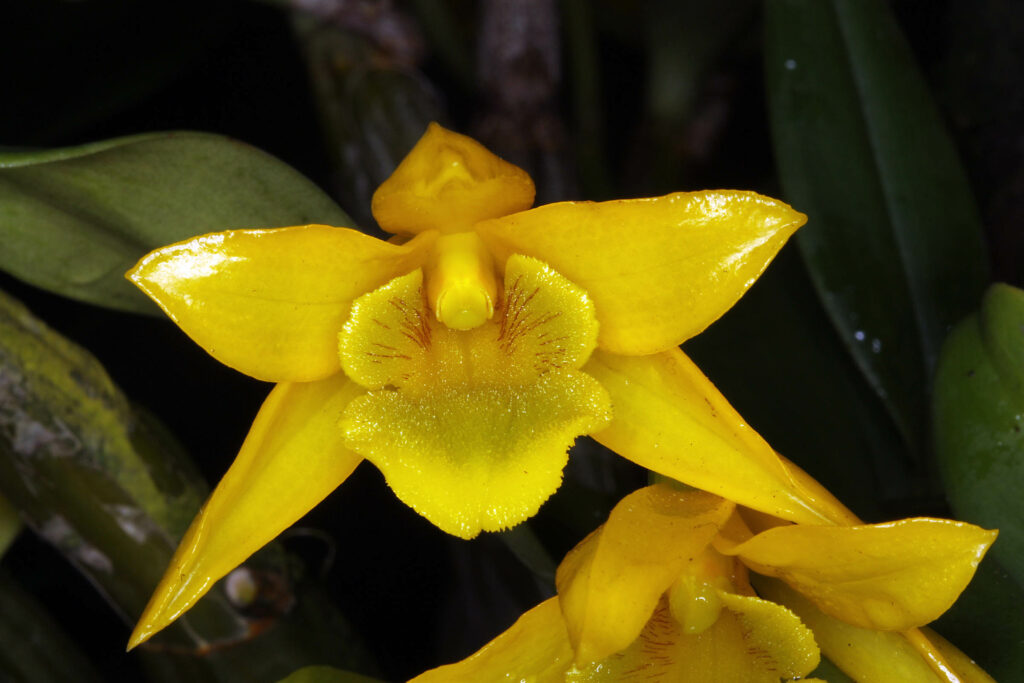 Dendrobium trigonopus