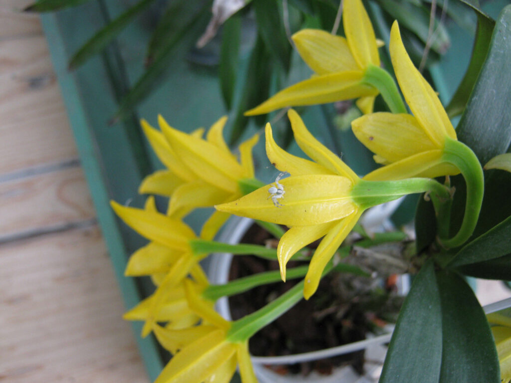 Dendrobium trigonopus