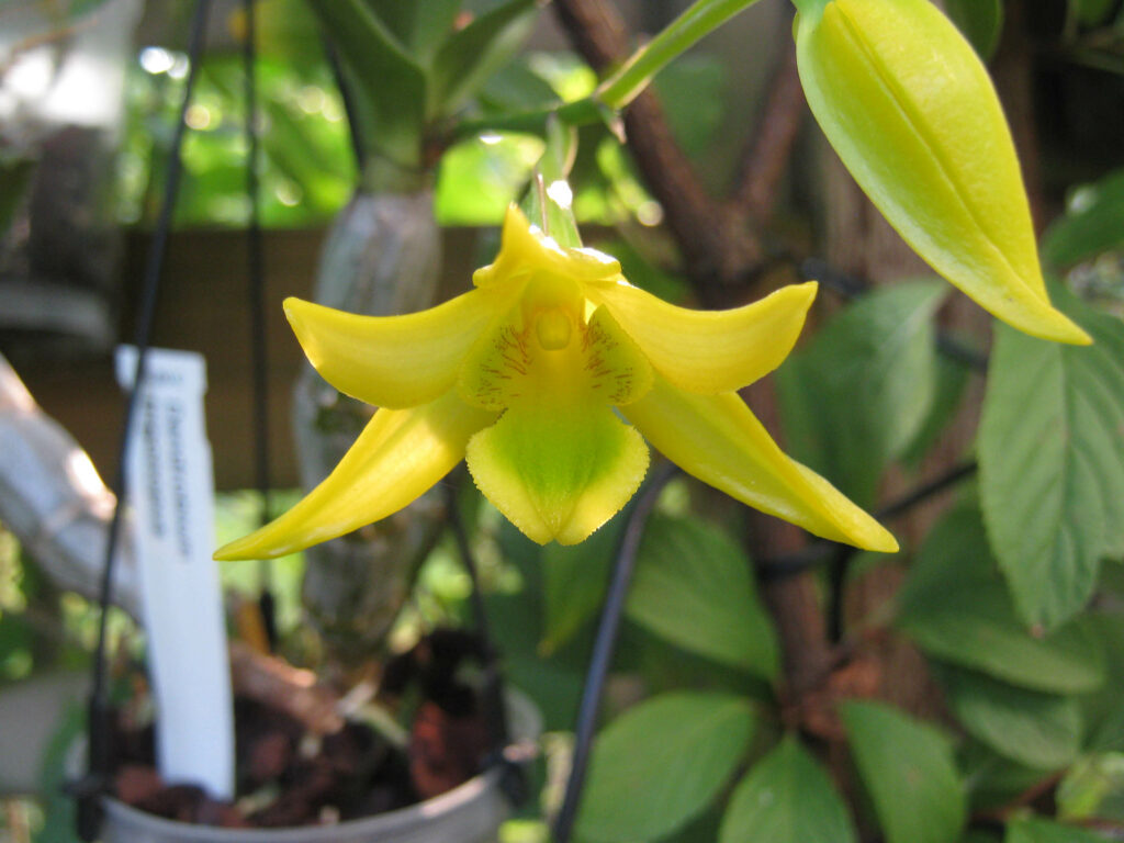 Dendrobium trigonopus