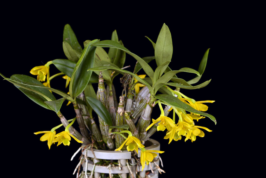 Dendrobium trigonopus