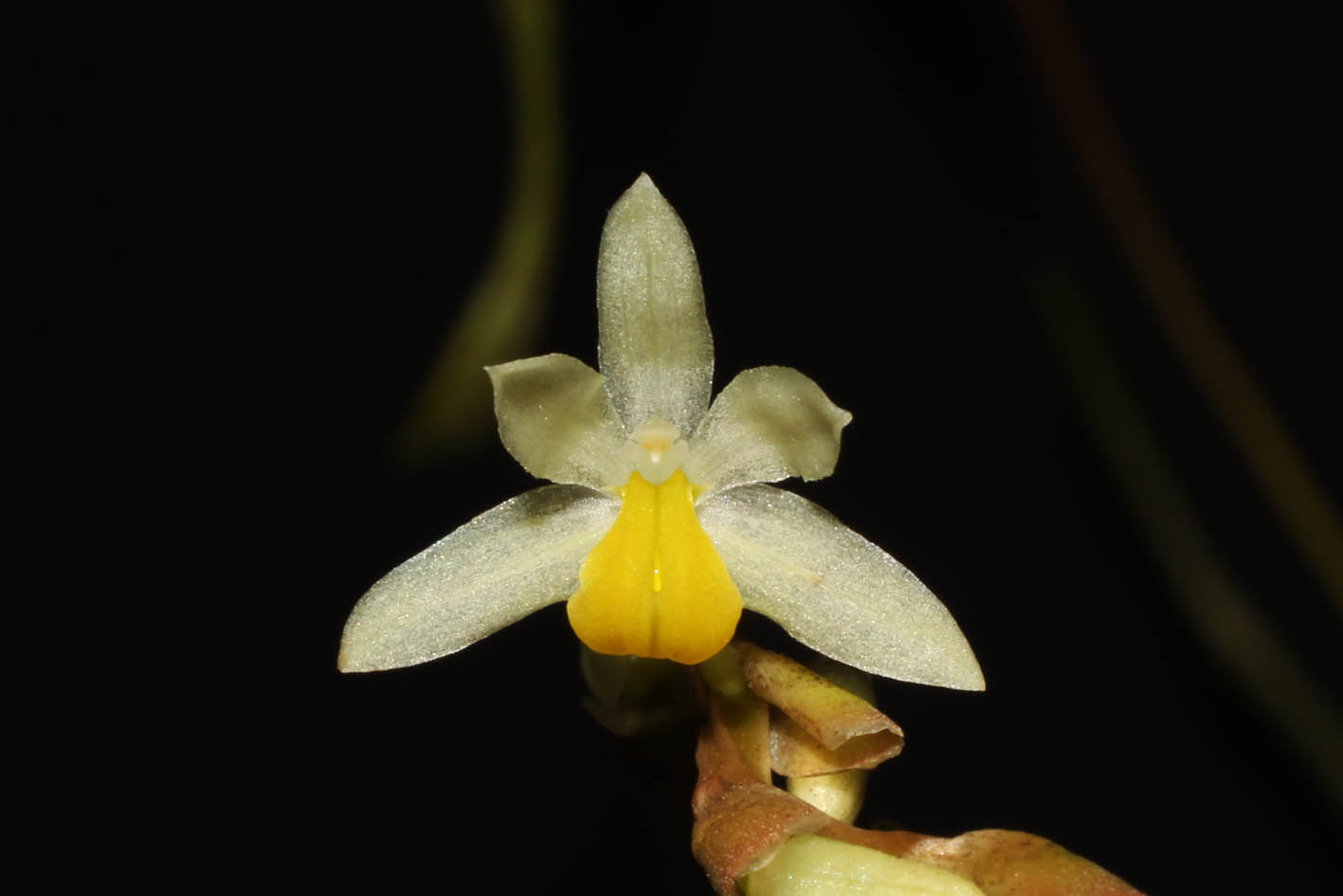 Dendrochilum cobbianum