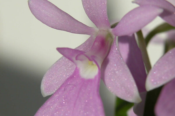 Epidendrum centropetalum
