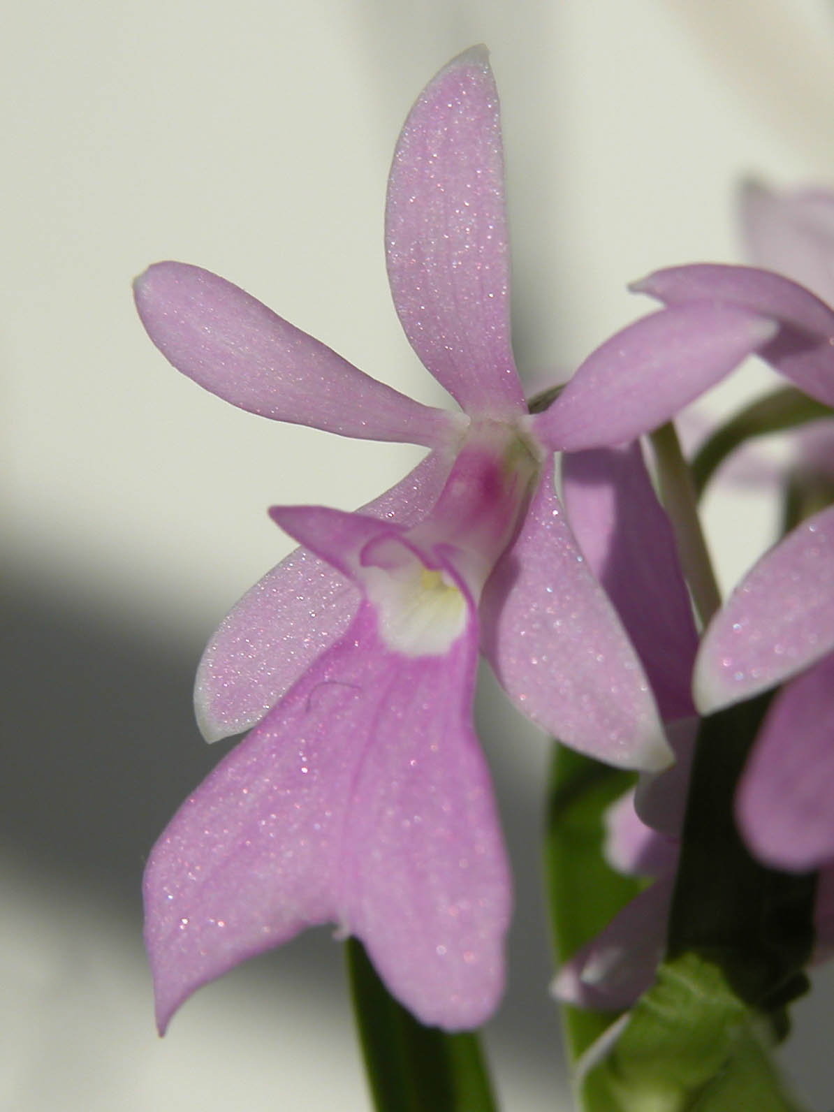 Epidendrum centropetalum