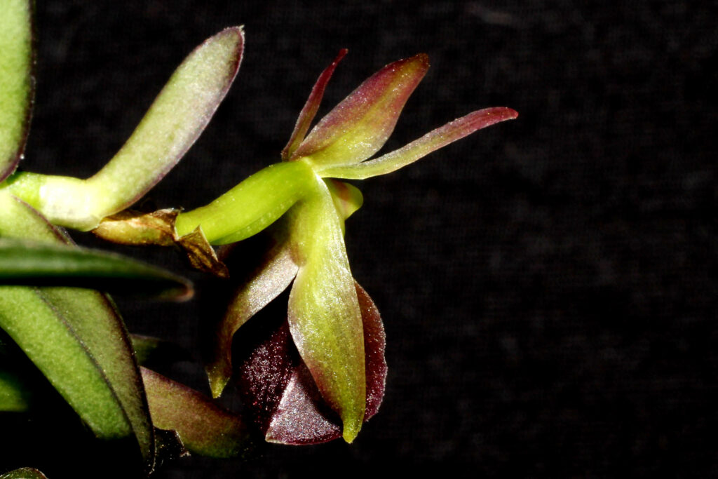 Epidendrum porpax