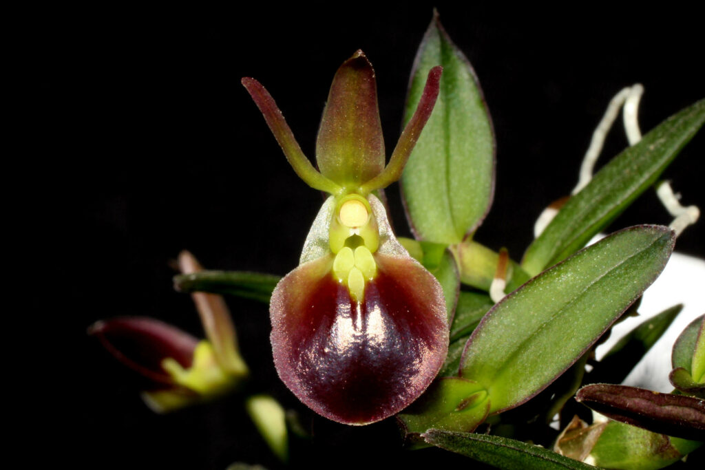 Epidendrum porpax