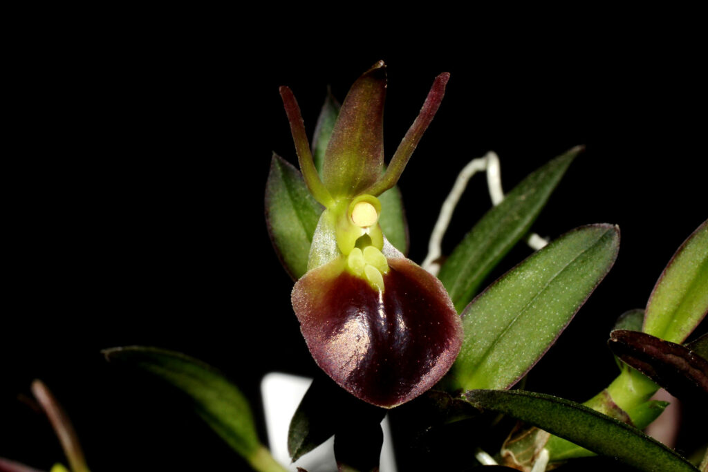 Epidendrum porpax