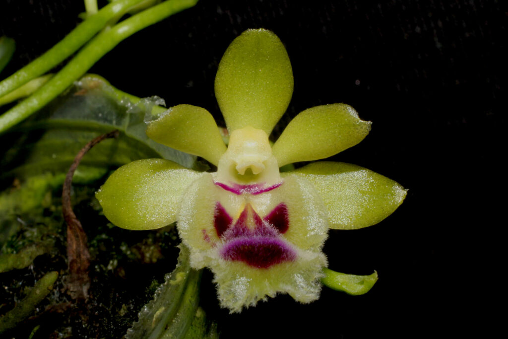 Gastrochilus retrocallus