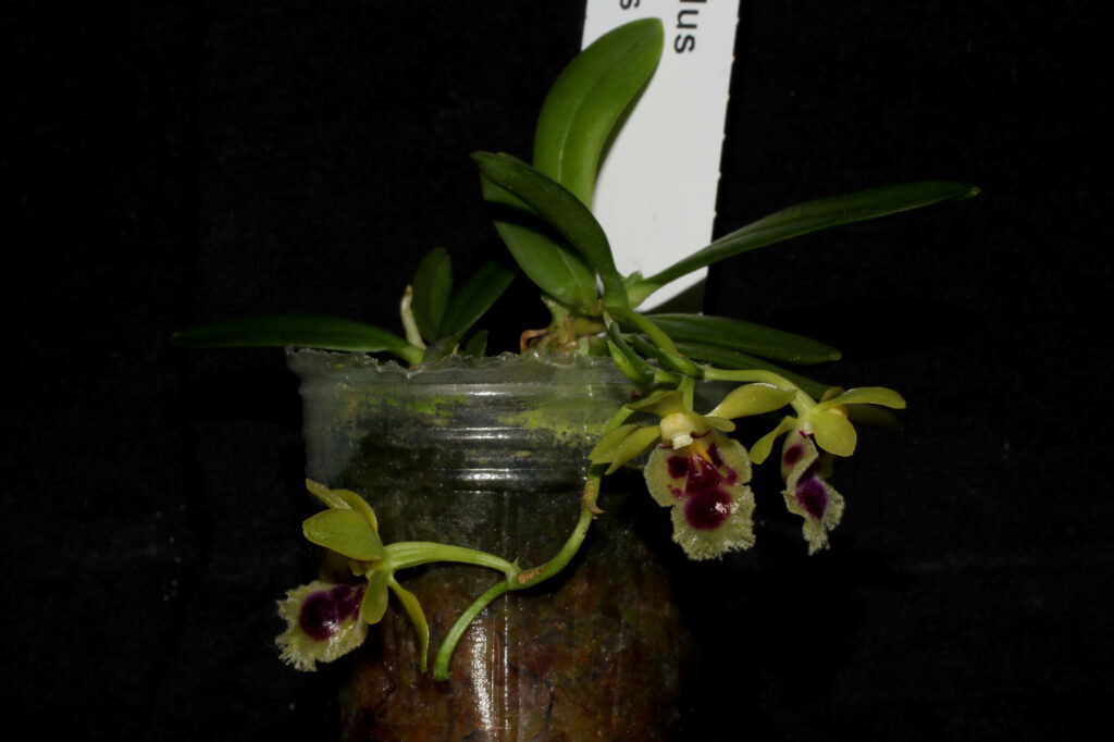 Gastrochilus retrocallus