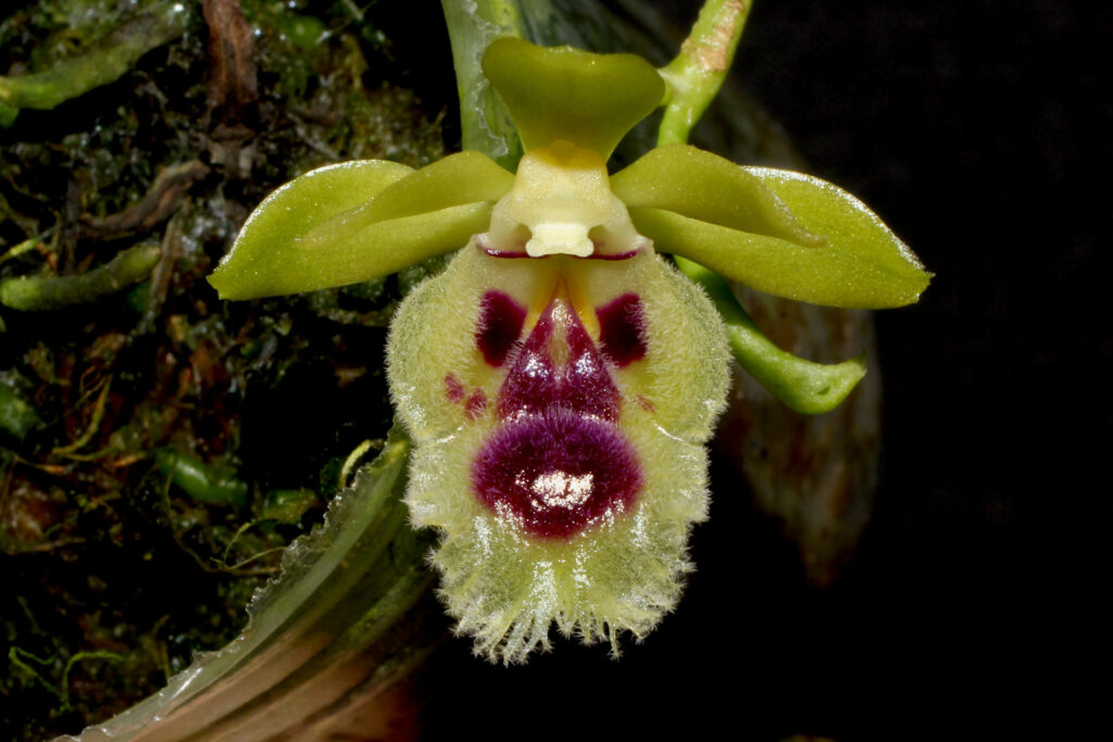 Gastrochilus retrocallus