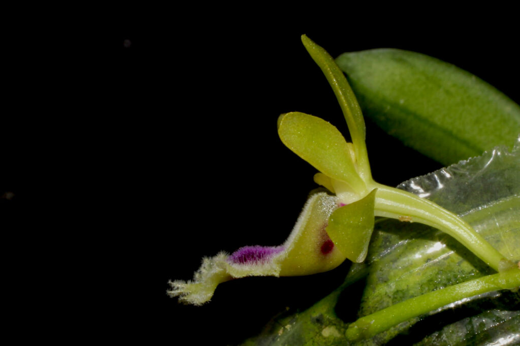 Gastrochilus retrocallus