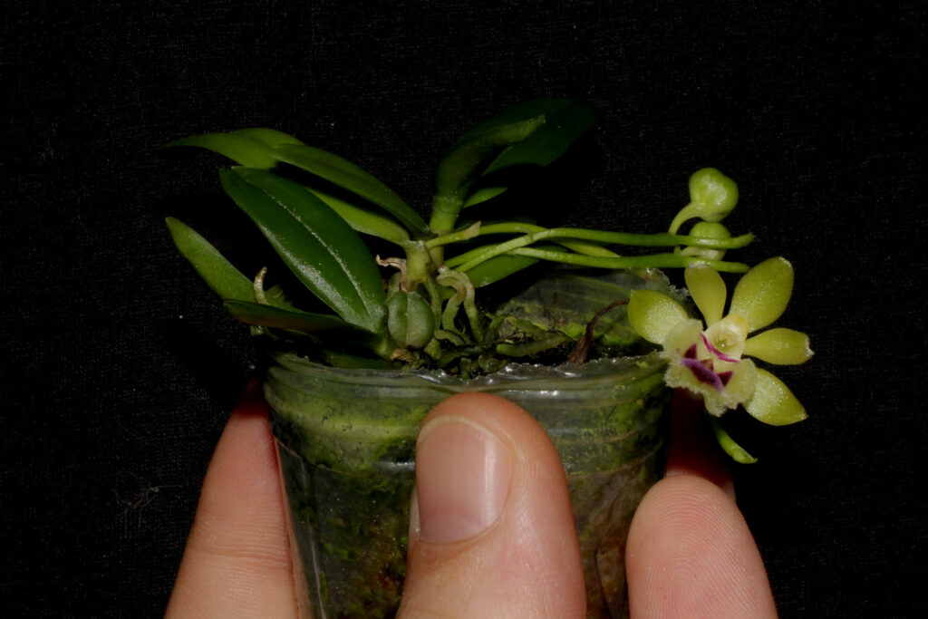 Gastrochilus retrocallus