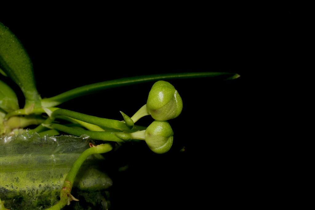 Gastrochilus retrocallus