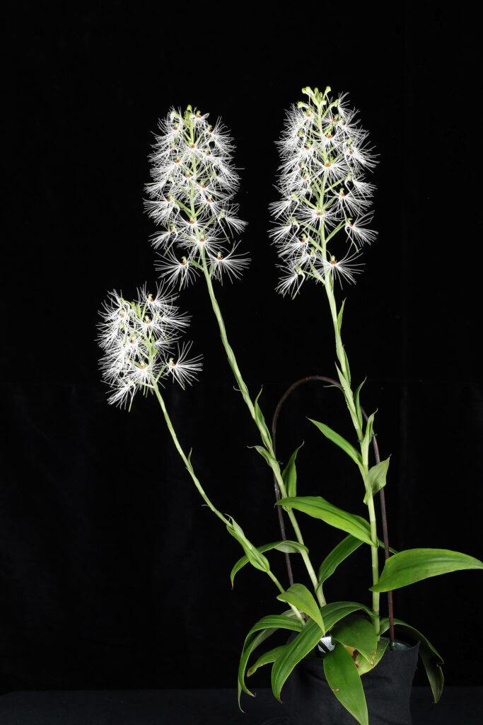 Habenaria medusa