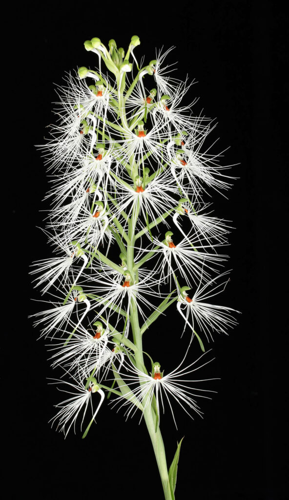 Habenaria medusa