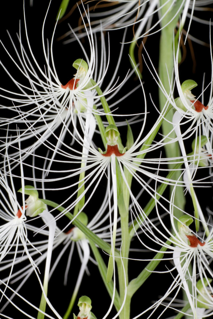 Habenaria medusa