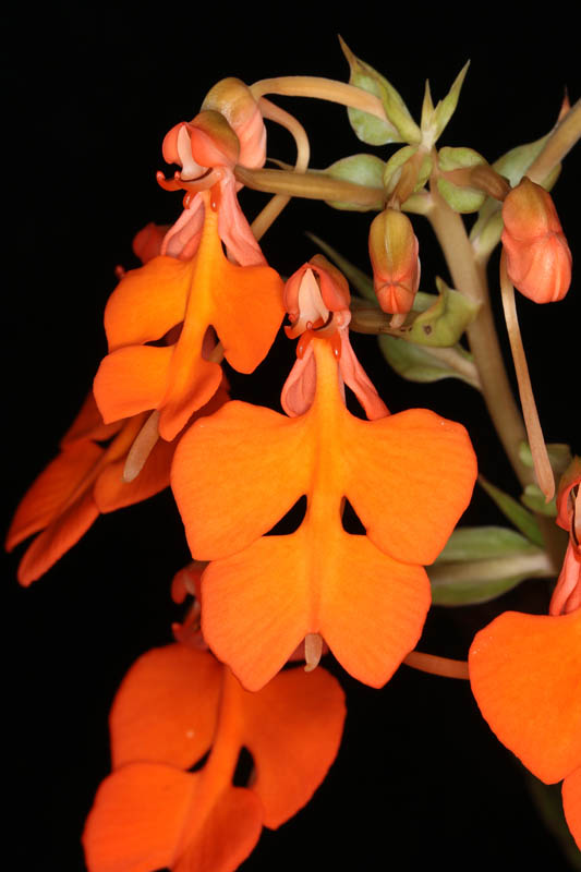 Habenaria rhodocheila