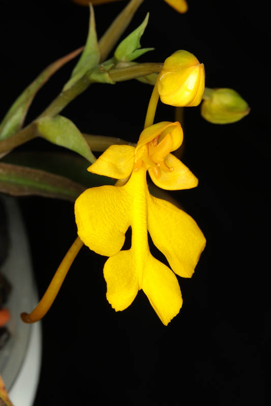 Habenaria rhodocheila