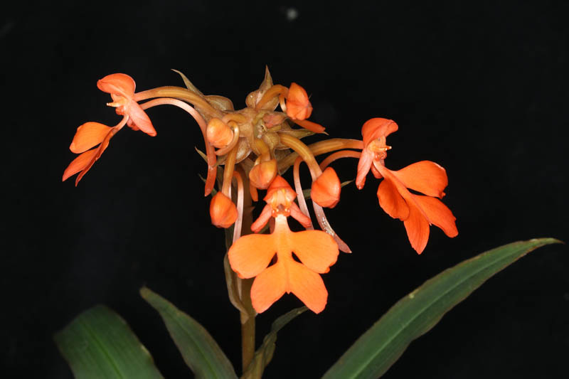 Habenaria rhodocheila