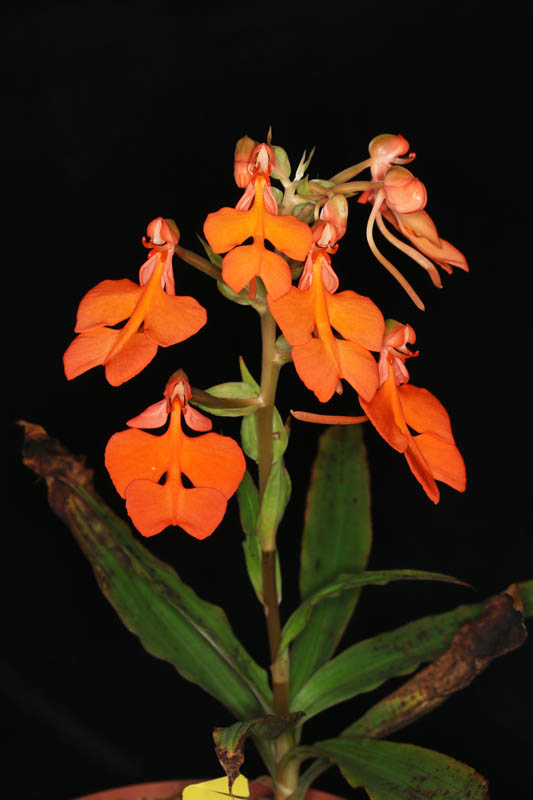 Habenaria rhodocheila