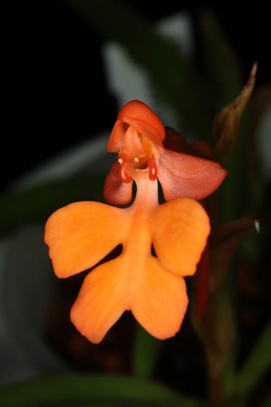 Habenaria rhodocheila