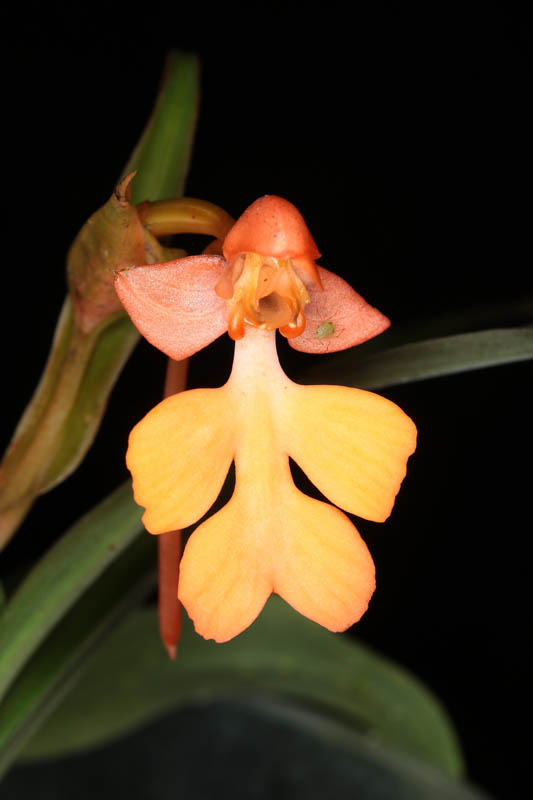 Habenaria rhodocheila