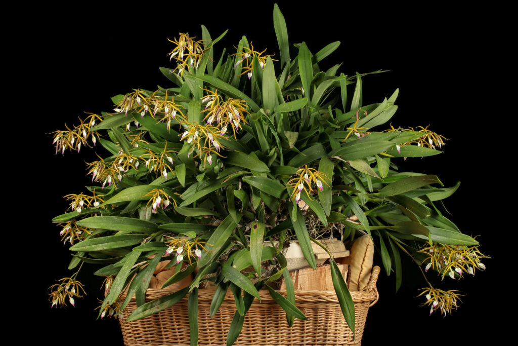 Prosthechea brassavolae 'Regina’