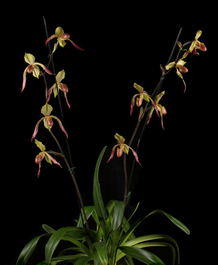 Paphiopedilum Julius 'Barbara‘