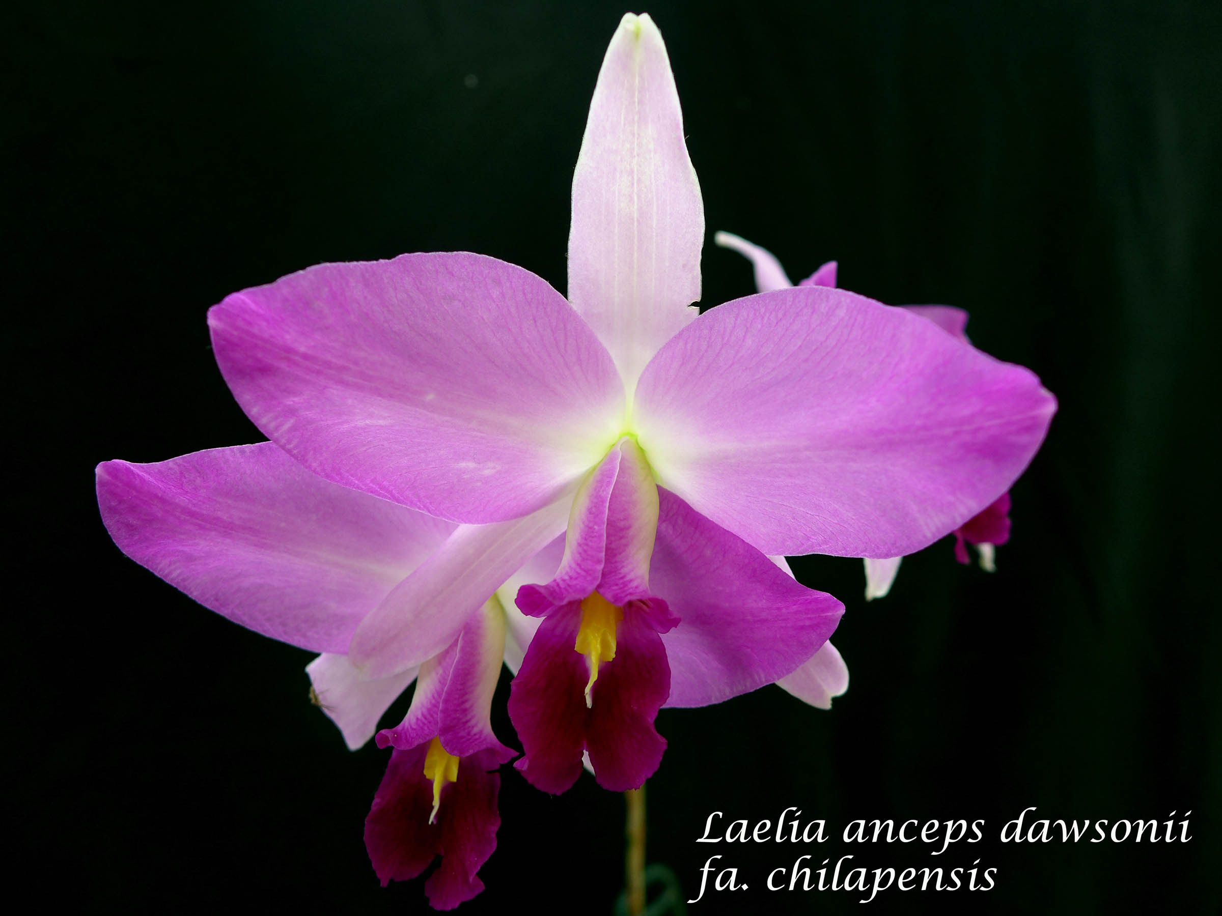 Laelia anceps ssp. dawsonii f. chilapensis