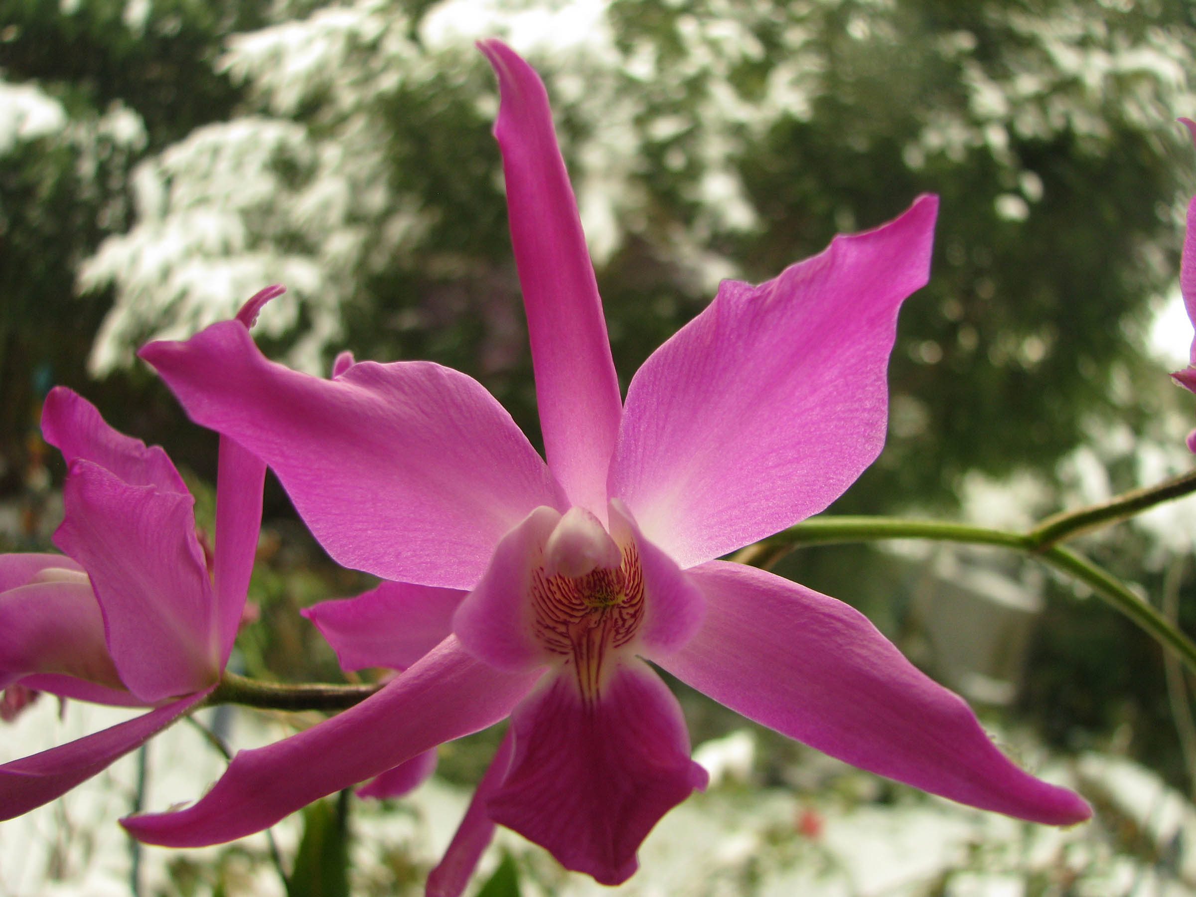 Laelia autumnalis