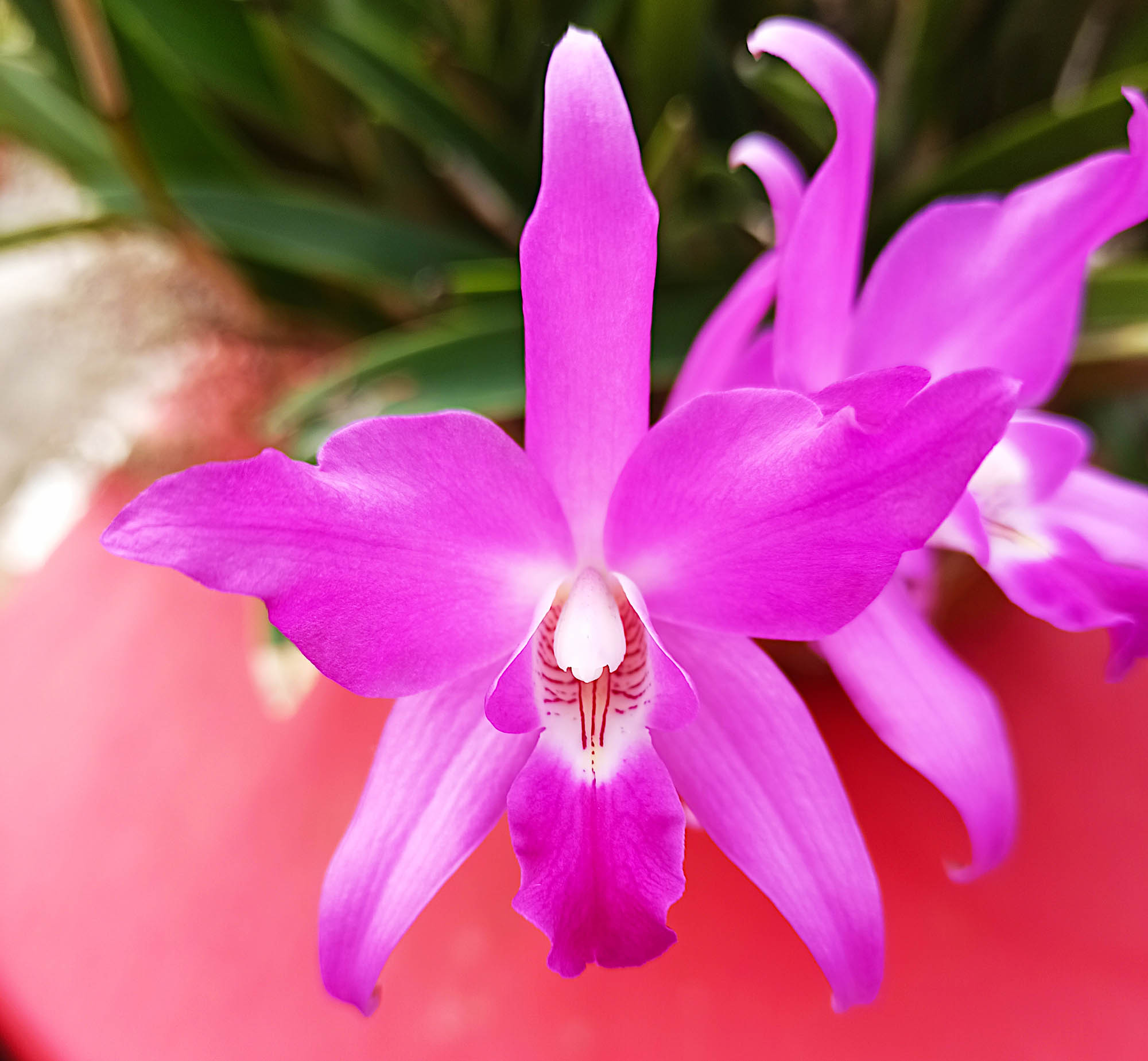 Laelia gouldiana