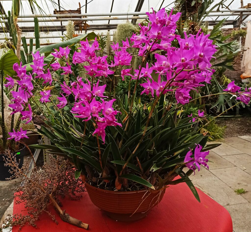 Laelia gouldiana