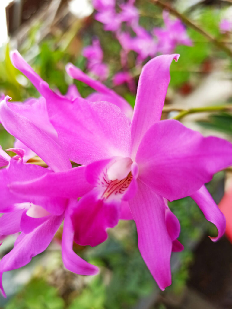 Laelia gouldiana