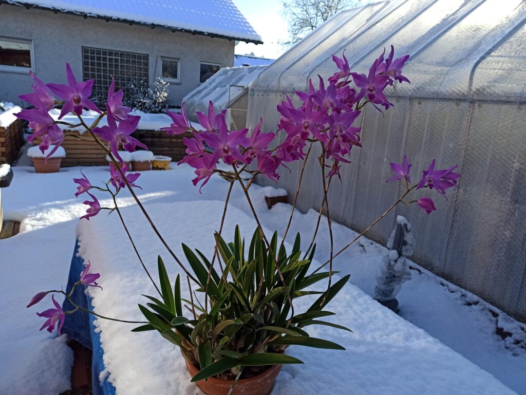 Laelia gouldiana