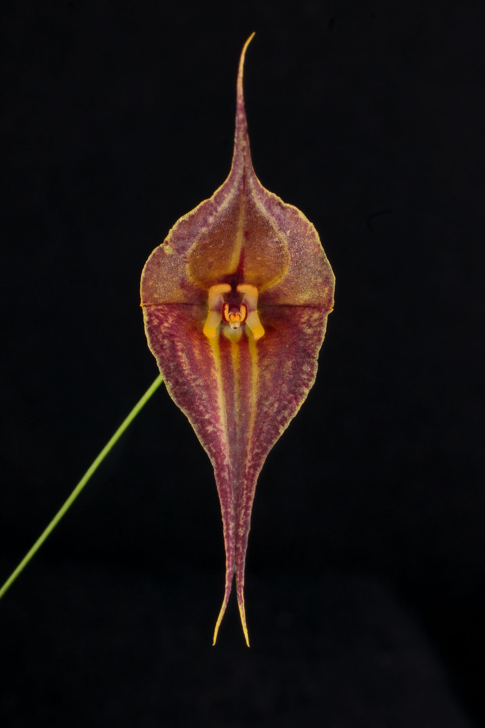 Lepanthes Sauron